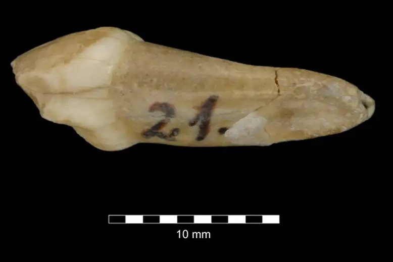 Growth of Neanderthal