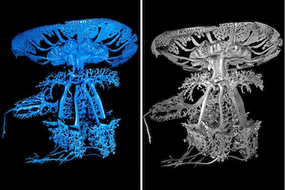 New insights of the gastrovascular system of a rhyzostoean jellyfish, Rhizostoma pulmo